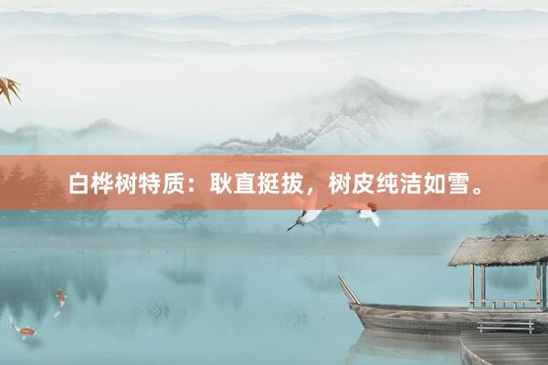 白桦树特质：耿直挺拔，树皮纯洁如雪。