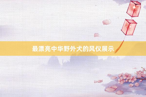 最漂亮中华野外犬的风仪展示